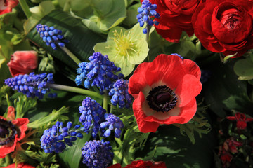 Fototapeta premium Spring flowers in red and blue