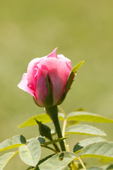 the pink rose in the garden