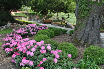Naklejka premium Rododendrony w ogrodzie
