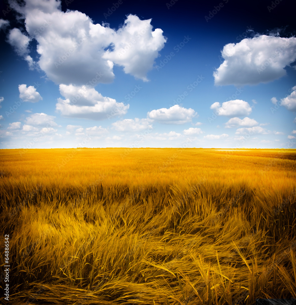 Poster Wheat field against a blue sky