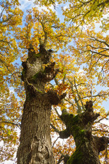 Oto&ntilde;o en los Robles