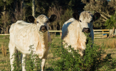 British White Cattle