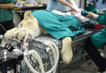 Veterinarian performing an operation on a lion