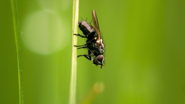 Fly sitting on a blade of grass