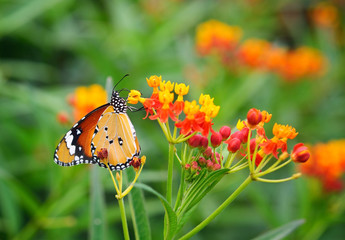 Butterfly on orange flower