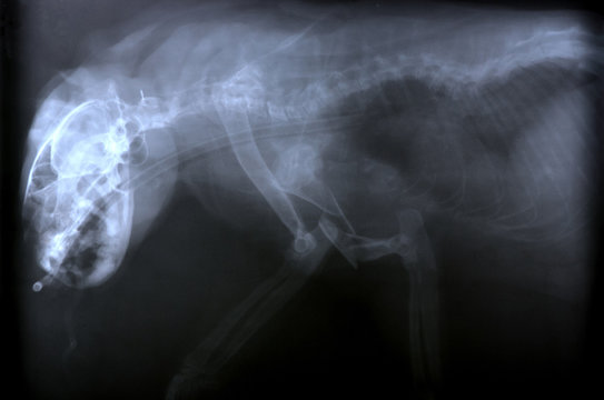 x ray picture of wild animal