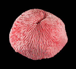 coral on black background