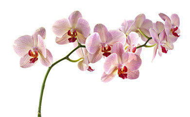 Fototapeta na wymiar Orchid flowers isolated on white background
