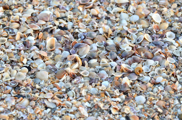 variety of broken seashells