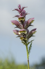 Close up of flower