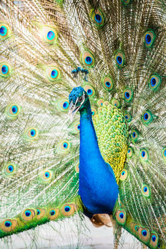 Peacock in chiangmai province Thailand