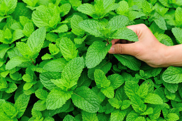 picking mint leaves in garden  © lzf