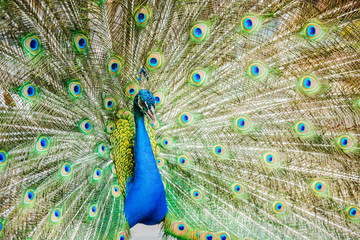 Naklejka premium Peacock in chiangmai province Thailand