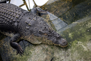 Crocodiles dangerous animals