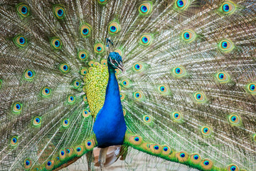Obraz premium Peacock in chiangmai province Thailand