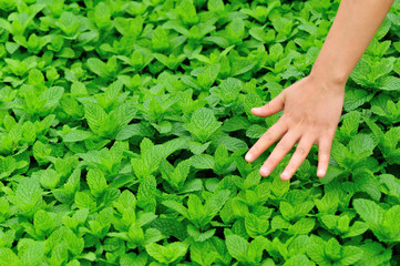 hand touch mint plants in vegetable garden 