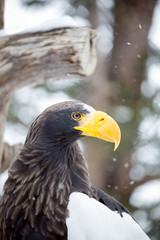 golden eagle (Aquila chrysaetos)