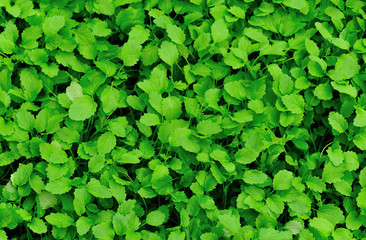 bed of motherwort plant grow 