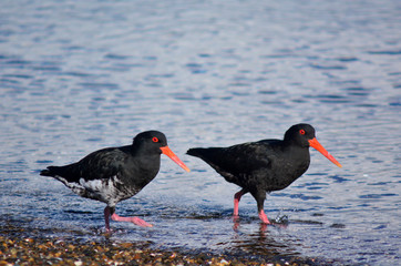 Oystercatcher