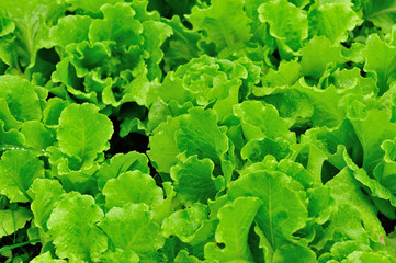 green lettuce plants grow in vegetable garden