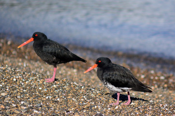 Oystercatcher