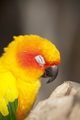 Portrait of bird