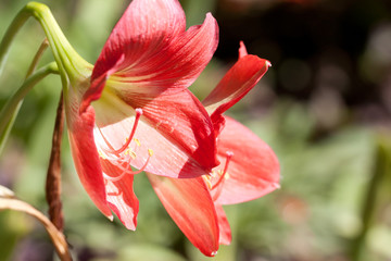 Fototapeta na wymiar lovely flower in garden