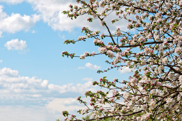 blossoming apple