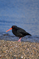 Oystercatcher