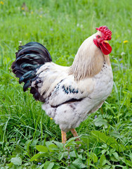 domestic bright cock