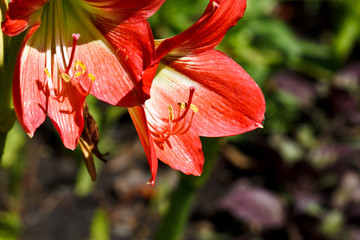 lovely flower in garden