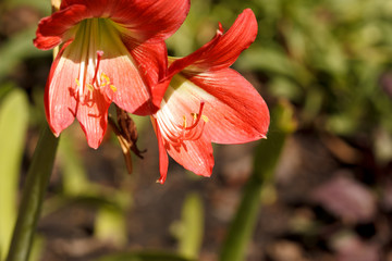 lovely flower in garden