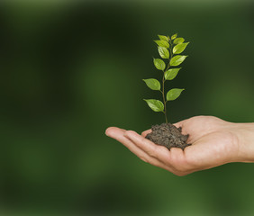 Sapling in hand