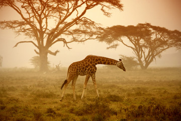 Giraffe in savannah - obrazy, fototapety, plakaty
