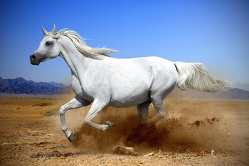 arabian horse runs gallop in the dust desert