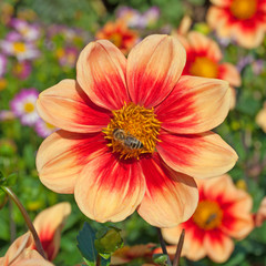 Dahlien