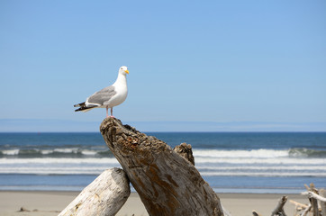 Western Gull