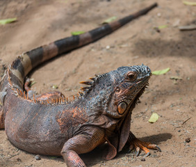 portrait of an iguana lizard in nature
