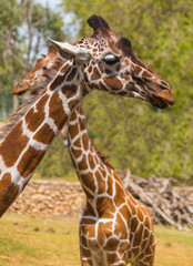 two giraffes in nature