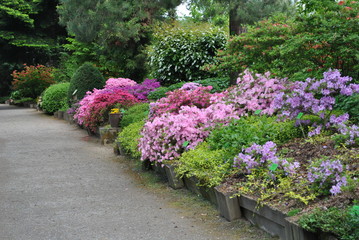Rododendrony w ogrodzie