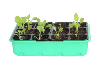 Seedlings in a box.
