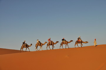 Camel caravan in Merzouga desert, Morocco