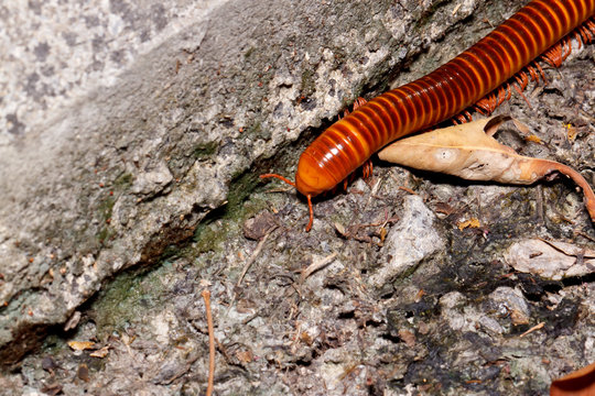 the  millipede