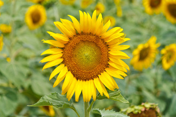 Sunflower