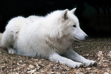 Naklejka premium White arctic wolf