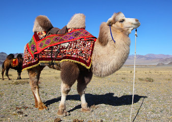 Photo camels against mountain.