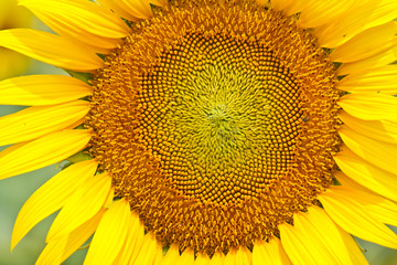 Close up of sunflower