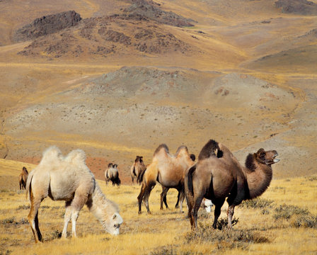 Photo camels against mountain.