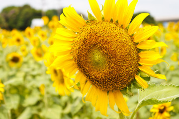 Naklejka premium Sunflower