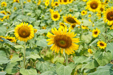 Sunflower field